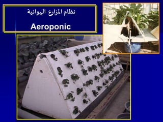 ‫املزارع‬ ‫نظام‬‫الهوائية‬
Aeroponic
 