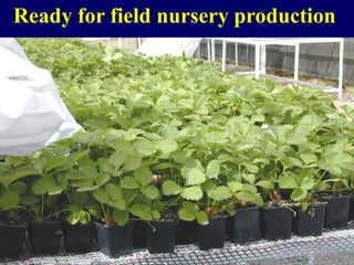 Ready for field nursery production
 