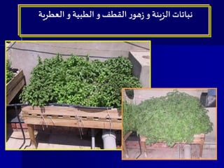 ‫العطرية‬ ‫و‬ ‫الطبية‬ ‫و‬ ‫القطف‬ ‫ر‬‫هو‬‫ز‬ ‫و‬ ‫الزينة‬ ‫نباتات‬
 