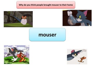 mouser
Why do you think people brought mouser to their home
 