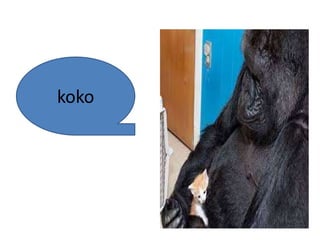 koko
 