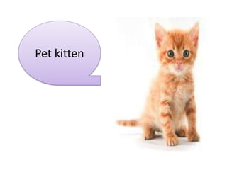 Pet kitten
 