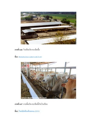 ภาพที่ 4.66 โรงเรือนโค-กระบือเนื้อ
ที่มา: Animalscience.ucdavis.edu (n.d.)
ภาพที่ 4.67 การเลี้ยงโค-กระบือเนื้อในโรงเรือน
ที่มา: ไทยลิฝสต็อคด็อทคอม (2553)
 