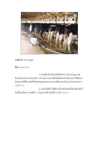 ภาพที่ 4.73 รางระบายมูล
ที่มา: สมชาย (2556)
5) ทางเดินหนาหรือทางเดินใหอาหาร (feed passage) อยู
ดานหนารางอาหาร มีความกวาง 1.50 เมตร สามารถใชรถเข็นตักอาหารใสรางอาหารไดสะดวก
นิยมยกระดับพื้นทางเดินใหเสมอกับขอบบนของรางอาหารเพื่อสะดวกในการกวาดอาหารลงราง
(ภาพที่ 4.72)
6) อุปกรณใหน้ํา ใชเปนอางน้ําหรือถวยใหน้ําอัตโนมัติ ติดไว
กับรั้วกั้นหนาซอง โดยใหโค 2 ตัวสามารถใชรวมกันได (ภาพที่ 4.74-4.75)
 