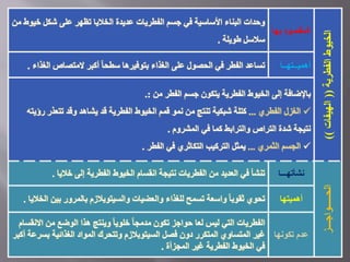 ‫الفطرية‬‫الخيوط‬((‫الهيفات‬))
‫به‬ ‫المقصود‬‫ا‬
‫خ‬ ‫شكل‬ ‫على‬ ‫تظهر‬ ‫الخاليا‬ ‫عديدة‬ ‫الفطريات‬ ‫جسم‬ ‫في‬ ‫األساسية‬ ‫البناء‬ ‫وحدات‬‫من‬ ‫يوط‬
‫طويلة‬ ‫سالسل‬.
‫أهميــتهــا‬‫ال‬ ‫المتصاص‬ ‫أكبر‬ ً‫ا‬‫سطح‬ ‫بتوفيرها‬ ‫الغذاء‬ ‫على‬ ‫الحصول‬ ‫في‬ ‫الفطر‬ ‫تساعد‬‫غذاء‬.
‫باإلضافة‬‫من‬ ‫الفطر‬ ‫جسم‬ ‫يتكون‬ ‫الفطرية‬ ‫الخيوط‬ ‫إلى‬.:
‫الفطري‬ ‫الغزل‬...‫تتعذ‬ ‫وقد‬ ‫يشاهد‬ ‫قد‬ ‫الفطرية‬ ‫الخيوط‬ ‫قمم‬ ‫نمو‬ ‫من‬ ‫تنتج‬ ‫شبكية‬ ‫كتلة‬‫رؤيته‬ ‫ر‬
‫المشروم‬ ‫في‬ ‫كما‬ ‫والترابط‬ ‫التراص‬ ‫شدة‬ ‫نتيجة‬.
‫الثمري‬ ‫الجسم‬...‫الفطر‬ ‫في‬ ‫التكاثري‬ ‫التركيب‬ ‫يمثل‬.
‫الحـــــواجـــز‬
‫نشأتهـــا‬‫خاليا‬ ‫إلى‬ ‫الفطرية‬ ‫الخيوط‬ ‫انقسام‬ ‫نتيجة‬ ‫الفطريات‬ ‫من‬ ‫العديد‬ ‫في‬ ‫تنشأ‬.
‫أهميتها‬‫والسيتوبالزم‬ ‫والعضيات‬ ‫للغذاء‬ ‫تسمح‬ ‫واسعة‬ ً‫ا‬‫ثقوب‬ ‫تحوي‬‫بي‬ ‫بالمرور‬‫الخاليا‬ ‫ن‬.
‫تكونها‬ ‫عدم‬
‫ا‬ ‫من‬ ‫الوضع‬ ‫هذا‬ ‫وينتج‬ ً‫ا‬‫خلوي‬ ً‫ا‬‫مدمج‬ ‫تكون‬ ‫حواجز‬ ‫لعا‬ ‫ليس‬ ‫التي‬ ‫الفطريات‬‫النقسام‬
‫غير‬‫بس‬ ‫الغذائية‬ ‫المواد‬ ‫وتتحرك‬ ‫السيتوبالزم‬ ‫فصل‬ ‫دون‬ ‫المتكرر‬ ‫المتساوي‬‫أكبر‬ ‫رعة‬
‫المجزأة‬ ‫غير‬ ‫الفطرية‬ ‫الخيوط‬ ‫في‬.
 