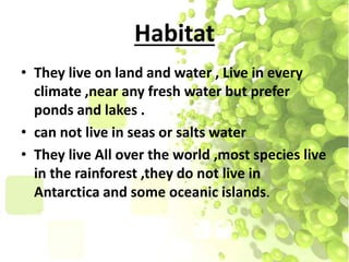 Habitat
• They live on land and water , Live in every
climate ,near any fresh water but prefer
ponds and lakes .
• can not live in seas or salts water
• They live All over the world ,most species live
in the rainforest ,they do not live in
Antarctica and some oceanic islands.
 