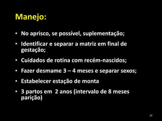 Manejo:
• No aprisco, se possível, suplementação;
• Identificar e separar a matriz em final de
gestação;
• Cuidados de rotina com recém-nascidos;
• Fazer desmame 3 – 4 meses e separar sexos;
• Estabelecer estação de monta
• 3 partos em 2 anos (intervalo de 8 meses
parição)
20
 