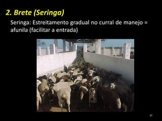 2. Brete (Seringa)
Seringa: Estreitamento gradual no curral de manejo =
afunila (facilitar a entrada)
37
 