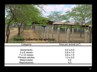 Categoria Área por animal (m2
)
Aleitamento
3 a 6 meses
7 a 12 meses
Fêmeas adultas
Maternidade
Reprodutores
0,5 a 0,6
0,8 a 1,2
0,8 a 1,5
1,2 a 2,0
4,0
4,0
Espaço coberto no aprisco:
48
 