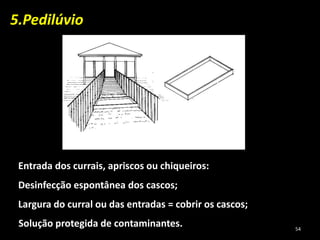 5.Pedilúvio
Entrada dos currais, apriscos ou chiqueiros:
Desinfecção espontânea dos cascos;
Largura do curral ou das entradas = cobrir os cascos;
Solução protegida de contaminantes. 54
 