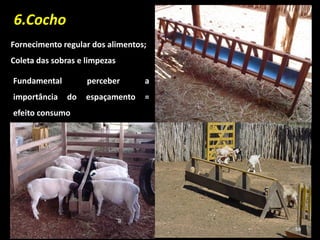 6.Cocho
Fornecimento regular dos alimentos;
Coleta das sobras e limpezas
Fundamental perceber a
importância do espaçamento =
efeito consumo
56
 