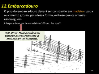 12.Embarcadouro
O piso do embarcadouro deverá ser construído em madeira ripada
ou cimento grosso, pois dessa forma, evita-se que os animais
escorreguem.
A largura deve ser de no máximo 100 cm. Por que?
PARA EVITAR AGLOMERAÇÕES NA
ENTRADA, ESTRESSAR MENOS OS
ANIMAIS E EVITAR ACIDENTES.
66
 