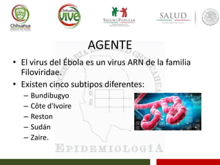 AGENTE
• El virus del Ébola es un virus ARN de la familia
Filoviridae.
• Existen cinco subtipos diferentes:
– Bundibugyo
– Côte d'Ivoire
– Reston
– Sudán
– Zaire.
 