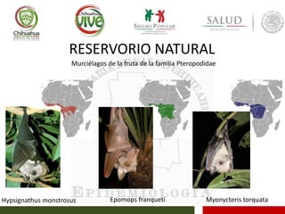 RESERVORIO NATURAL
Murciélagos de la fruta de la familia Pteropodidae
Myonycteris torquataHypsignathus monstrosus Epomops franqueti
 