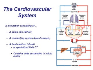 The Cardiovascular
System
A circulation consisting of …
– A pump (the HEART)
– A conducting system (blood vessels)
– A fluid medium (blood)
• Is specialized fluid CT
• Contains cells suspended in a fluid
matrix
 