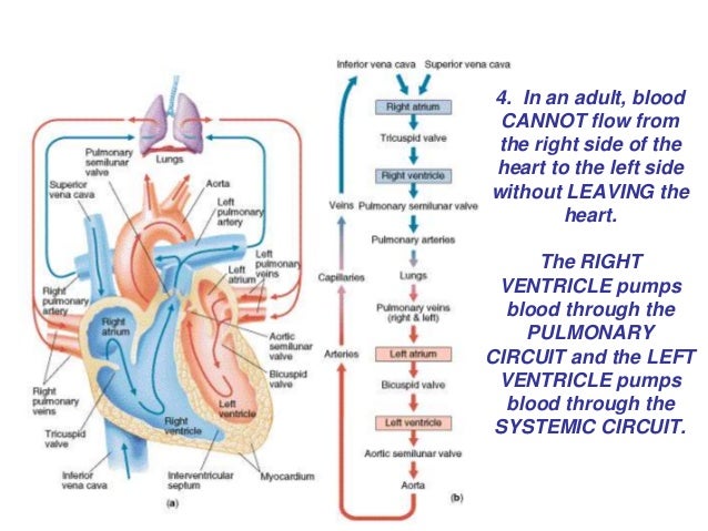 heart cardiac cycle