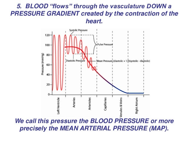 heart cardiac cycle