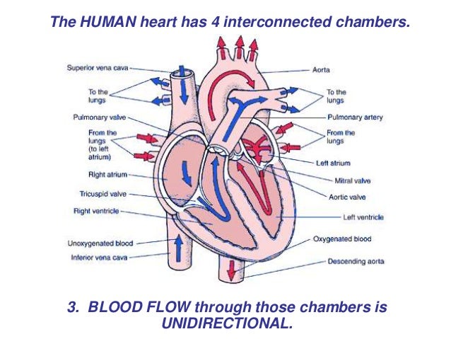 heart cardiac cycle