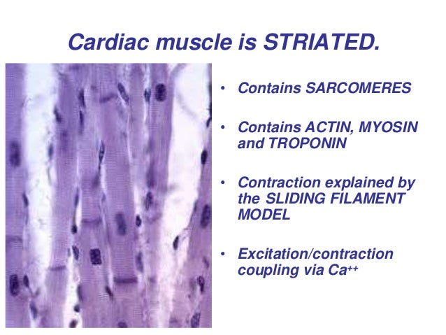 heart cardiac cycle