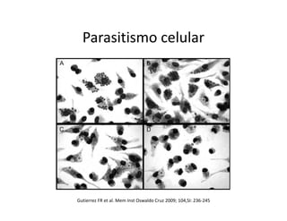 Parasitismo celular
Gutierrez FR et al. Mem Inst Oswaldo Cruz 2009; 104,SI: 236-245
 