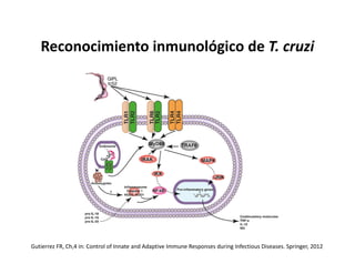 Reconocimiento inmunológico de T. cruzi
Gutierrez FR, Ch,4 in: Control of Innate and Adaptive Immune Responses during Infectious Diseases. Springer, 2012
 