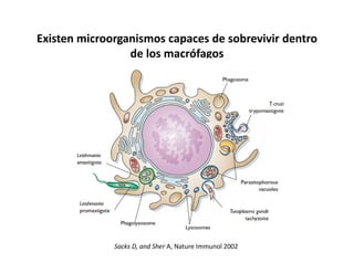 Existen microorganismos capaces de sobrevivir dentro
de los macrófagos
Sacks D, and Sher A, Nature Immunol 2002
 