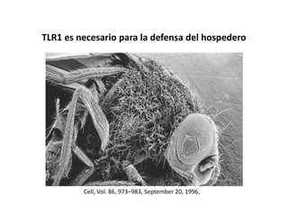 TLR1 es necesario para la defensa del hospedero
Cell, Vol. 86, 973–983, September 20, 1996,
 