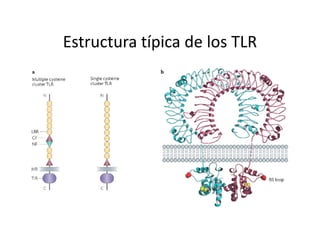 Estructura típica de los TLR
 