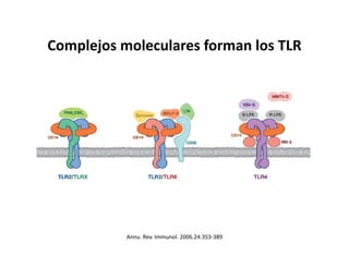 Complejos moleculares forman los TLR
Annu. Rev. Immunol. 2006.24:353-389
 