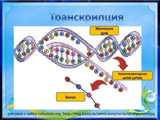 Молекула
ДНК
Комплементарная
мРНК (иРНК)
Белок
рисунок с сайта vohuman.org http://img.lenta.ru/news/2005/10/20/dna/picture.jpg
 