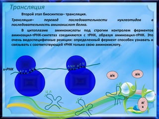 Трансляция
Второй этап биосинтеза– трансляция.
Трансляция– перевод последовательности нуклеотидов в
последовательность аминокислот белка.
В цитоплазме аминокислоты под строгим контролем ферментов
аминоацил-тРНК-синтетаз соединяются с тРНК, образуя аминоацил-тРНК. Это
очень видоспецифичные реакции: определенный фермент способен узнавать и
связывать с соответствующей тРНК только свою аминокислоту.
и-РНК
АА ГГ УУ УУ ЦЦ АА
УУ
ЦЦ АА
АА
ГГ УУ
а/ка/к а/ка/к
а/а/
кк
УУ УУ ГГ
АА ЦЦ УУ УУ ГГ ЦЦ
 