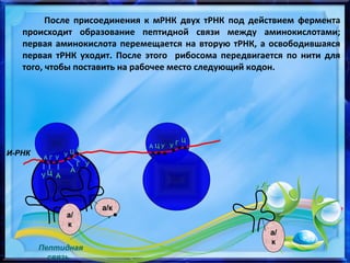 После присоединения к мРНК двух тРНК под действием фермента
происходит образование пептидной связи между аминокислотами;
первая аминокислота перемещается на вторую тРНК, а освободившаяся
первая тРНК уходит. После этого рибосома передвигается по нити для
того, чтобы поставить на рабочее место следующий кодон.
И-РНК
АА ГГ УУ УУ ЦЦ АА
УУ ЦЦ АА
АА
ГГ УУ
а/ка/к
а/а/
кк
УУ УУ ГГ
АА ЦЦ УУ УУ ГГ ЦЦ
Пептидная
связь
а/а/
кк
 