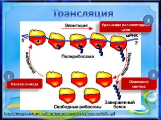 http://images.nature.web.ru/nature/2000/12/13/0001157658/1.gif
Начало синтеза
Удлинение полипептидной
цепи
2
1
Окончание
синтеза
3
 