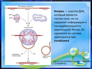 Интрон — участок ДНК,
который является
частью гена, но не
содержит информации о
последовательности
аминокислот белка. Он
удаляется из состава
транскрипта при
сплайсинге
http://cs1431.vkontakte.ru/u484491/44508969/
x_67e9a3b4.jpg
 