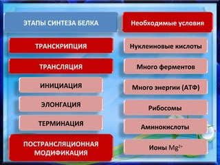 ЭТАПЫ СИНТЕЗА БЕЛКА
ТРАНСКРИПЦИЯ
ТРАНСЛЯЦИЯ
ПОСТРАНСЛЯЦИОННАЯ
МОДИФИКАЦИЯ
ИНИЦИАЦИЯ
ЭЛОНГАЦИЯ
ТЕРМИНАЦИЯ
Необходимые условия
Нуклеиновые кислоты
Много ферментов
Много энергии (АТФ)
Рибосомы
Аминокислоты
Ионы Mg2+
 