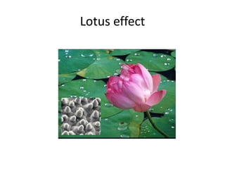 Lotus effect
 