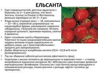 ЕЛЬСАНТА
• Сорт середньостиглий, достигає одночасно з
Короною, на 3—5 днів раніше, ніж Зенга
Зенгана, пізніше за Ольвію та Фестивальну
ромашку відповідно на 10 і 2—3 дні;
• Ягоди великі (середня маса — 18, максимальна
— 32—38 г), вирівняної ширококонусо- чи
серцеподібної форми, рівномірного червоного
забарвлення, з блиском (як лаковані). М'якоть
середньої щільності, оранжево-червона, смачна
й ароматна;
• Один з основних сортів у Нідерландах,
Німеччині та інших західноєвропейських країнах
завдяки великим ягодам задовільного чи
доброго смаку, що є транспортабельними і
придатні для заморожування;
• Добре зберігається аскорбінова кислота (59,4—52,8 мг% після
розморожування);
• Під час збирання забезпечується висока ефективність праці;
• Недоліком є висока чутливість до вертицильозу та кореневої гнилі — у період
випробування відзначено випадіння 30—60% рослин саме внаслідок ураження
вертицильозом і фітофторою. Ельсанту (як і сорт Богота) краще вирощувати зі
свіжовикопаної розсади, позаяк рослини з розсади «фріго» чутливіші до
приморозків;
 