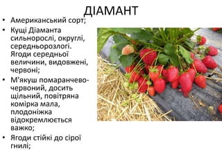 ДІАМАНТ
• Американський сорт;
• Кущі Діаманта
сильнорослі, округлі,
середньорозлогі.
Ягоди середньої
величини, видовжені,
червоні;
• М'якуш помаранчево-
червоний, досить
щільний, повітряна
комірка мала,
плодоніжка
відокремлюється
важко;
• Ягоди стійкі до сірої
гнилі;
 