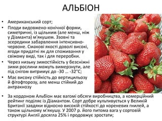 АЛЬБІОН
• Американський сорт;
• Плоди видовжено-конічної форми,
симетричні, із щільним (але менш, ніж
у Діаманта) м'якушем. Ззовні та
зсередини забарвлення інтенсивно-
червоне. Смакові якості доволі високі,
ягоди придатні як для споживання у
свіжому виді, так і для переробки.
• Через низьку зимостійкість у безсніжні
зими рослини можуть вимерзнути, але
під снігом витримує до -30 … -32°С;
• Має високу стійкість до вертицильозу
й фітофторозу, але менш стійкий до
антракнозу
• За кордоном Альбіон має вагомі обсяги виробництва, а комерційний
рейтинг поділяє із Діамантом. Сорт добре культивується у Великій
Британії завдяки відносно високій стійкості до кореневих гнилей, а
також щільному м'якушу. У 2007 р. його питома вага у сортовій
структурі Англії досягла 25% і продовжує зростати;
 