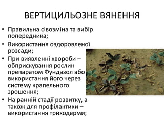 • Правильна сівозміна та вибір
попередника;
• Використання оздоровленої
розсади;
• При виявленні хвороби –
обприскування рослин
препаратом Фундазол або
використання його через
систему крапельного
зрошення;
• На ранній стадії розвитку, а
також для профілактики –
використання триходерми;
ВЕРТИЦИЛЬОЗНЕ ВЯНЕННЯ
 