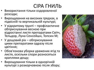 • Використання тільки оздоровленої
розсади;
• Вирощування на високих грядках, в
підвісній та вертикальній культурі;
• У відкритому ґрунті – профілактичне
обприскування весною при
відростанні листя препаратами Світч,
Тельдор, Луна Сенсейшн, Топсин М;
• У дощовий рік – обприскування
цими препаратами одразу після
цвітіння;
• Обов'язкова уборка уражених ягід та
листя, оскільки спори розносяться
краплями дощу;
• Вирощування тільки в однорічній
культурі з розкорчовкою після збору;
СІРА ГНИЛЬ
 