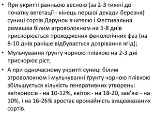 • При укритті ранньою весною (за 2-3 тижні до
початку вегетації - кінець першої декади березня)
суниці сортів Дарунок вчителю і Фестивальна
ромашка білим агроволокном на 5-8 днів
прискорюється проходження фенологічних фаз (на
8-10 днів раніше відбувається дозрівання ягід);
• Мульчування ґрунту чорною плівкою на 2-3 дні
прискорює ріст;
• А при одночасному укритті суниці білим
агроволокном і мульчуванні ґрунту чорною плівкою
збільшується кількість генеративних утворень:
квітконосів - на 10-12%, квіток - на 18-20, зав'язі - на
10%, і на 16-26% зростає врожайність вищевказаних
сортів.
 