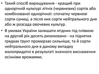 • Такий спосіб вирощування - кращий при
однорічній культурі літніх (червневих) сортів або
комбінованої однорічної: спочатку червневі
сорти суниці, а після них сорти нейтрального дня
або ж розсада овочевих культур.
• В умовах України залишати ягідник під плівкою
на другий рік досить ризиковано - на піднятих
грядках ґрунт промерзає сильніше, та й сорти
нейтрального дня в даному випадку
малопридатні в результаті значного виснаження
осінніми врожаями;
 