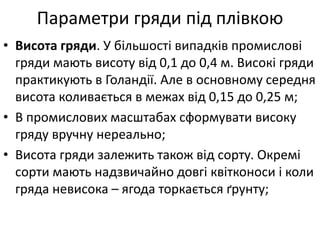 Параметри гряди під плівкою
• Висота гряди. У більшості випадків промислові
гряди мають висоту від 0,1 до 0,4 м. Високі гряди
практикують в Голандії. Але в основному середня
висота коливається в межах від 0,15 до 0,25 м;
• В промислових масштабах сформувати високу
гряду вручну нереально;
• Висота гряди залежить також від сорту. Окремі
сорти мають надзвичайно довгі квітконоси і коли
гряда невисока – ягода торкається ґрунту;
 