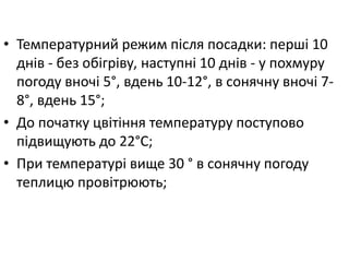 • Температурний режим після посадки: перші 10
днів - без обігріву, наступні 10 днів - у похмуру
погоду вночі 5°, вдень 10-12°, в сонячну вночі 7-
8°, вдень 15°;
• До початку цвітіння температуру поступово
підвищують до 22°С;
• При температурі вище 30 ° в сонячну погоду
теплицю провітрюють;
 