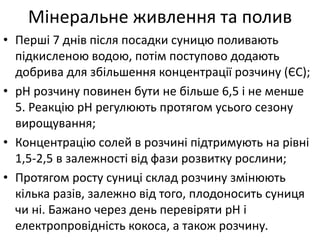 Мінеральне живлення та полив
• Перші 7 днів після посадки суницю поливають
підкисленою водою, потім поступово додають
добрива для збільшення концентрації розчину (ЄС);
• pH розчину повинен бути не більше 6,5 і не менше
5. Реакцію pH регулюють протягом усього сезону
вирощування;
• Концентрацію солей в розчині підтримують на рівні
1,5-2,5 в залежності від фази розвитку рослини;
• Протягом росту суниці склад розчину змінюють
кілька разів, залежно від того, плодоносить суниця
чи ні. Бажано через день перевіряти рН і
електропровідність кокоса, а також розчину.
 