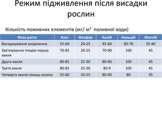 Режим підживлення після висадки
рослин
Фаза росту Азот Фосфор Калій Кальцій Магній
Висаджування-укорінення 55-60 20-25 45-60 60-70 35-40
Зав'язування плодів-перша
хвиля
70-85 20-25 70-90 100 45
Друга хвиля 80-85 25-30 80-90 100 45
Третя хвиля 80-85 25-30 80-9 100 45
Четверта хвиля-кінець сезону 55-60 20-25 80-90 80 35
Кількість поживних елементів (мг/ м3 поливної води)
 