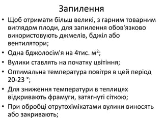 Запилення
• Щоб отримати більш великі, з гарним товарним
виглядом плоди, для запилення обов'язково
використовують джмелів, бджіл або
вентилятори;
• Одна бджолосім'я на 4тис. м2;
• Вулики ставлять на початку цвітіння;
• Оптимальна температура повітря в цей період
20-23 °;
• Для зниження температури в теплицях
відкривають фрамуги, затягнуті сіткою;
• При обробці отрутохімікатами вулики виносять
або закривають;
 