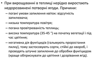 • При вирощуванні в теплиці нерідко виростають
недорозвинені потворні ягоди. Причини:
– погані умови запилення квіток: відсутність
запилювача;
– низька температура повітря;
– погана провітрюваність теплиць;
– висока температура (35-45 °) на початку вегетації і під
час цвітіння;
– негативна дія фунгіцидів (гальмують проростання
пилку), тому застосовують сорти, стійкі до хвороб, і
проводять штучне запилення до обробки фунгіцидом
(краще обприскувати до цвітіння і дозрівання ягід).
 