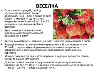 ВЕСЕЛКА
• Сорт ранньо-середній, період
достигання тривалий, ягоди
дозрівають на 3—4 дні пізніше за сорт
Ольвія, а масово — одночасно з
американським Хонеєм і на 11 — 12
днів раніше за німецький Зенга
Зенгана;
• Кущі сильнорослі, напіврозлогі,
відповідно потребують рідшого
розміщення в ряду;
• Висока зимостійкість і стійкість до сірої гнилі ягід і плямистостей листя;
• Ягоди рівномірні за величиною (середня маса 13 г, максимальна —
35—40 г), широкоокруглі, рівномірного оранжево-червоного
забарвлення, із сильним блиском і поверхневим розміщенням
зернівок;
• М'якоть помірно тверда, світло-червона, з чудовим ароматом лісової
суниці та відмінним смаком;
• Дуже високий потенціал продуктивності за умови достатнього
зволоження ґрунту. Один з найбільш урожайних ранньо-середніх сортів
— до 19—22 т/га — вище за Хоней і Кент.
 